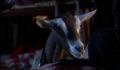 dr dolittle 3-avi_825.jpg